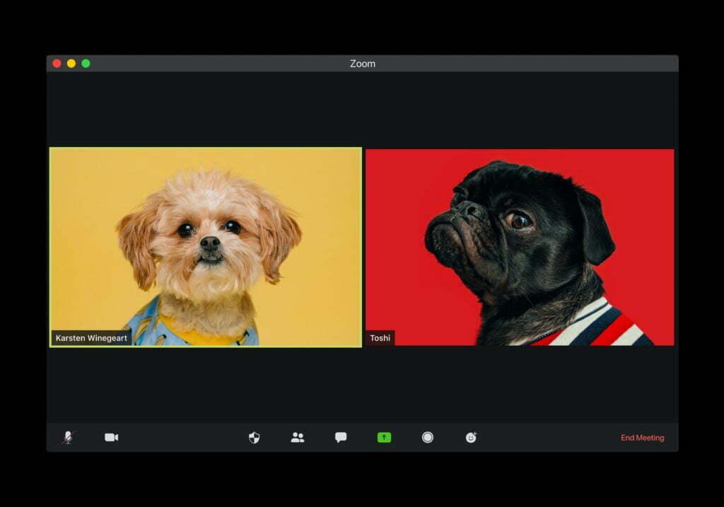 two dogs in a zoom meeting
